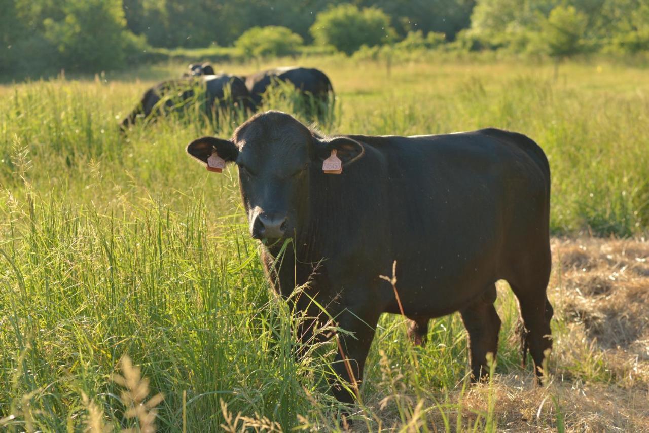 Bio Farma & Penzion Zlaty Hyl Jászóújfalu Kültér fotó