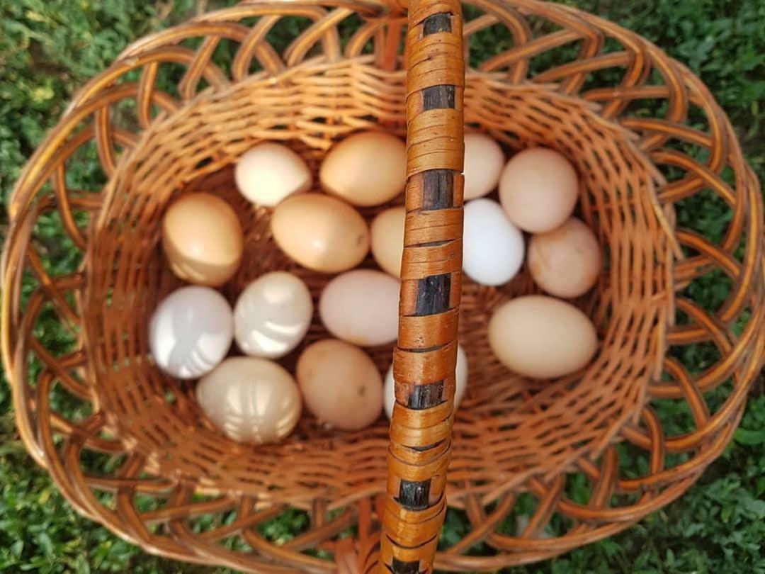 Bio Farma & Penzion Zlaty Hyl Jászóújfalu Kültér fotó