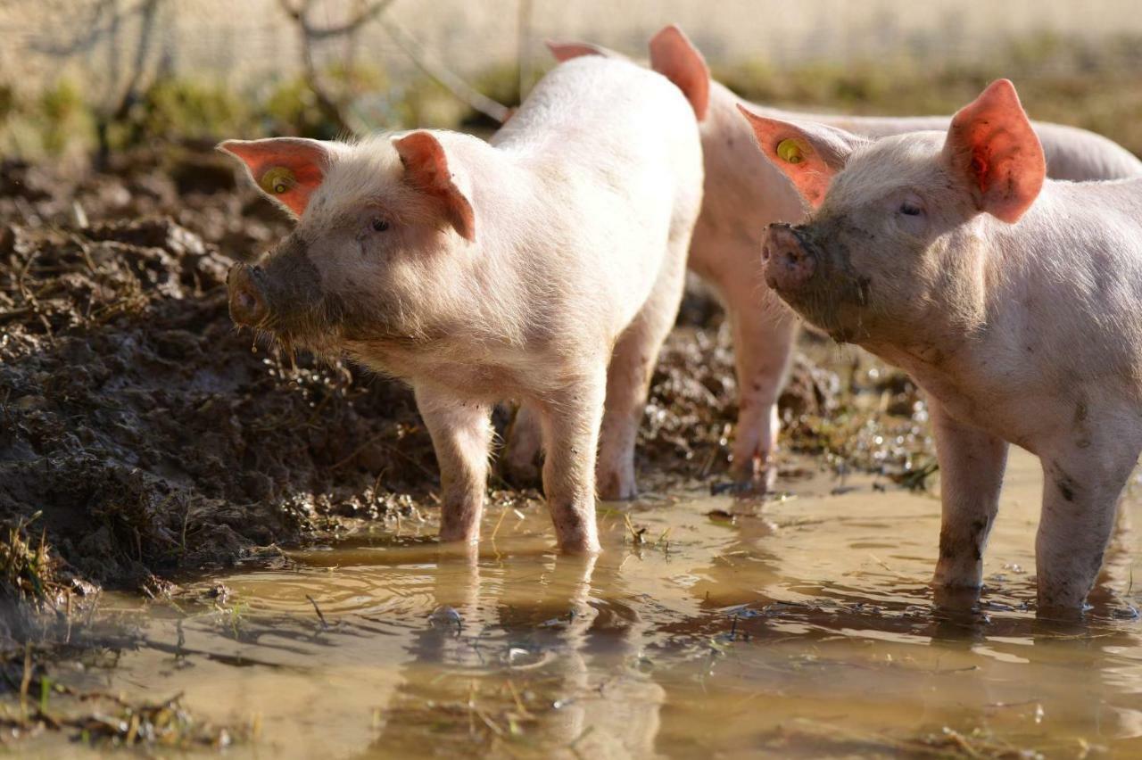 Bio Farma & Penzion Zlaty Hyl Jászóújfalu Kültér fotó