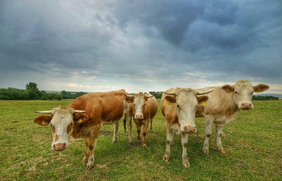 Bio Farma & Penzion Zlaty Hyl Jászóújfalu Kültér fotó