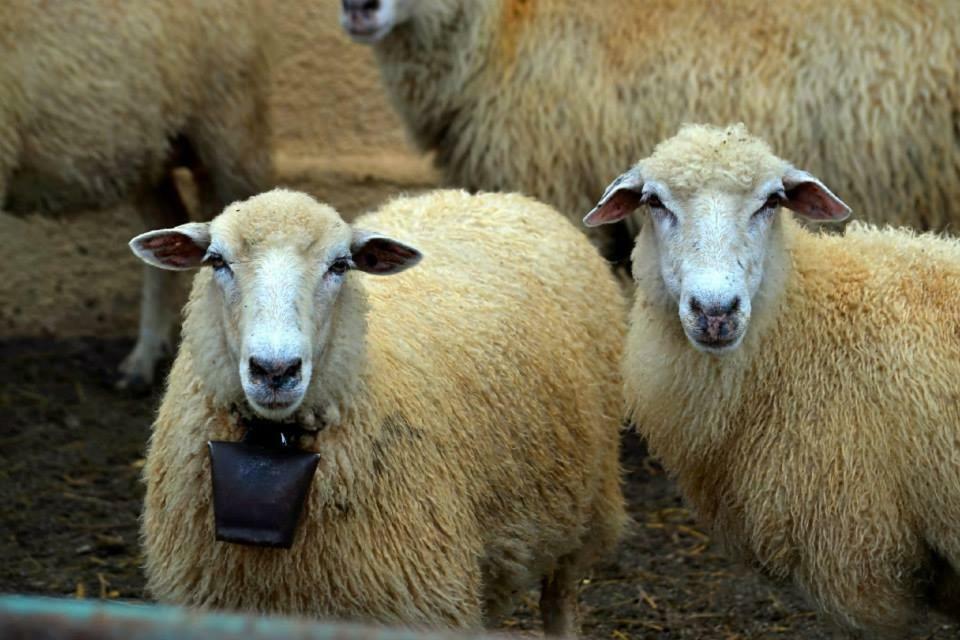Bio Farma & Penzion Zlaty Hyl Jászóújfalu Kültér fotó